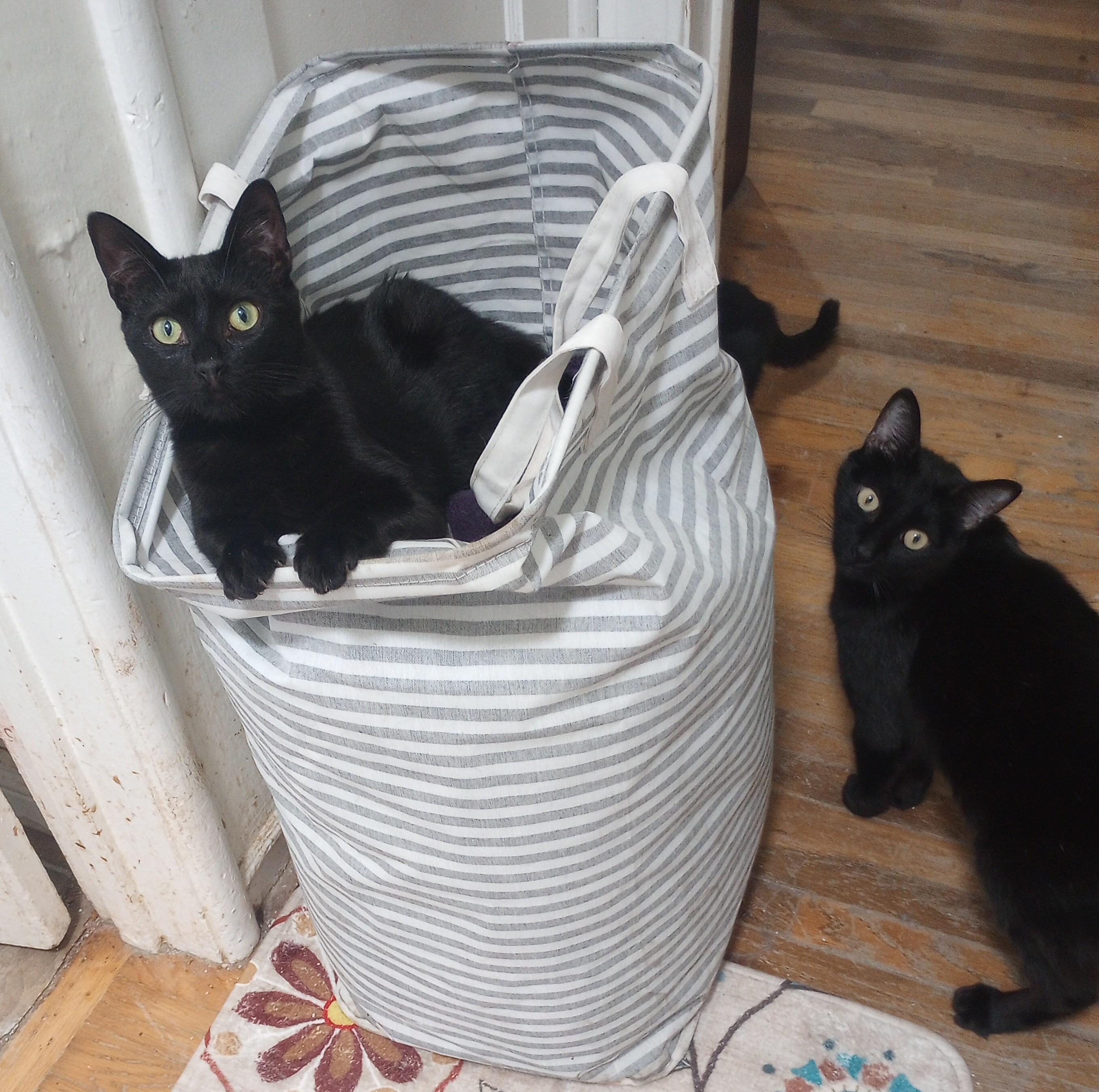 Pearl, Adoptable, Kitten Female Bombay & Domestic Short Hair.