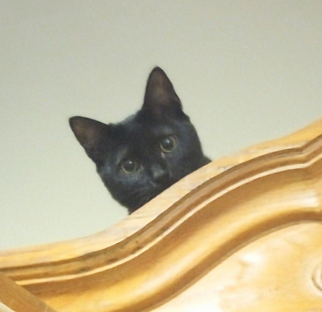 Pearl, a Adoptable mixed breed in Oakland, CA image 6/6