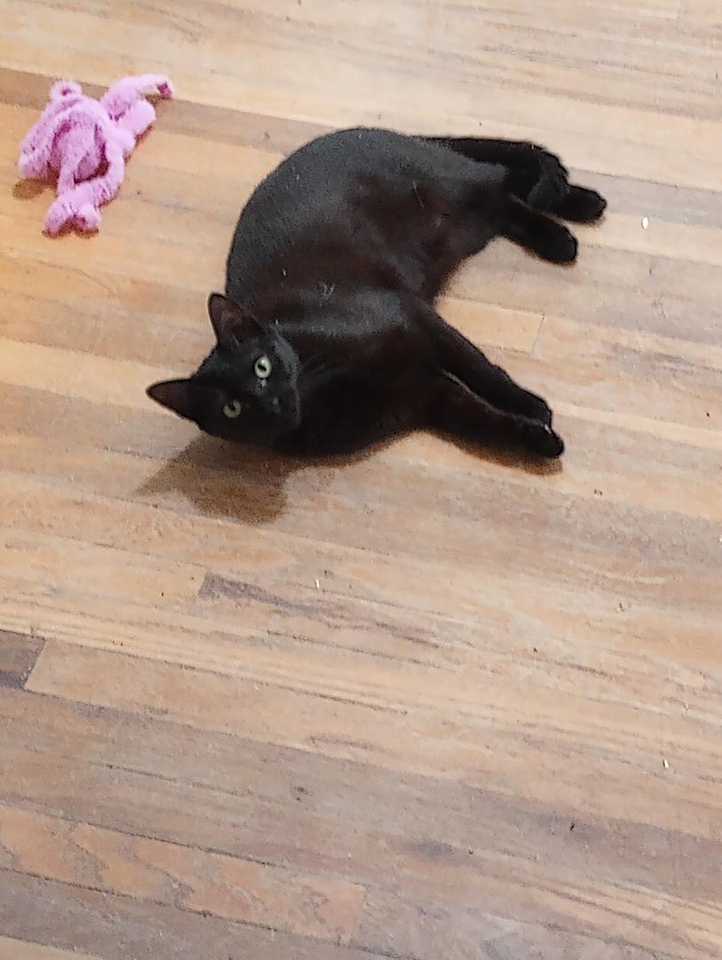 Pearl, a Adoptable mixed breed in Oakland, CA image 5/6