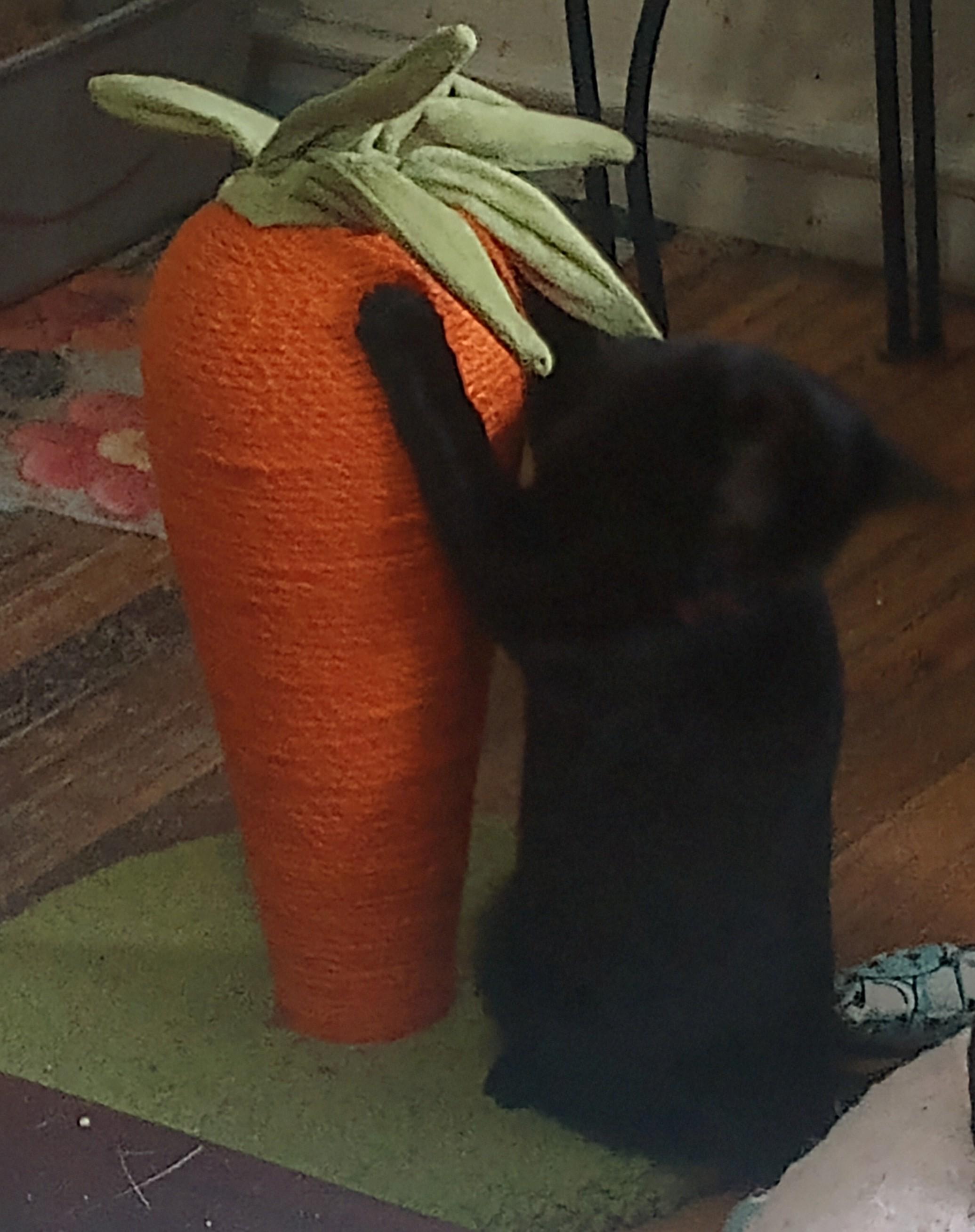 Pearl, a Adoptable mixed breed in Oakland, CA image 3/6