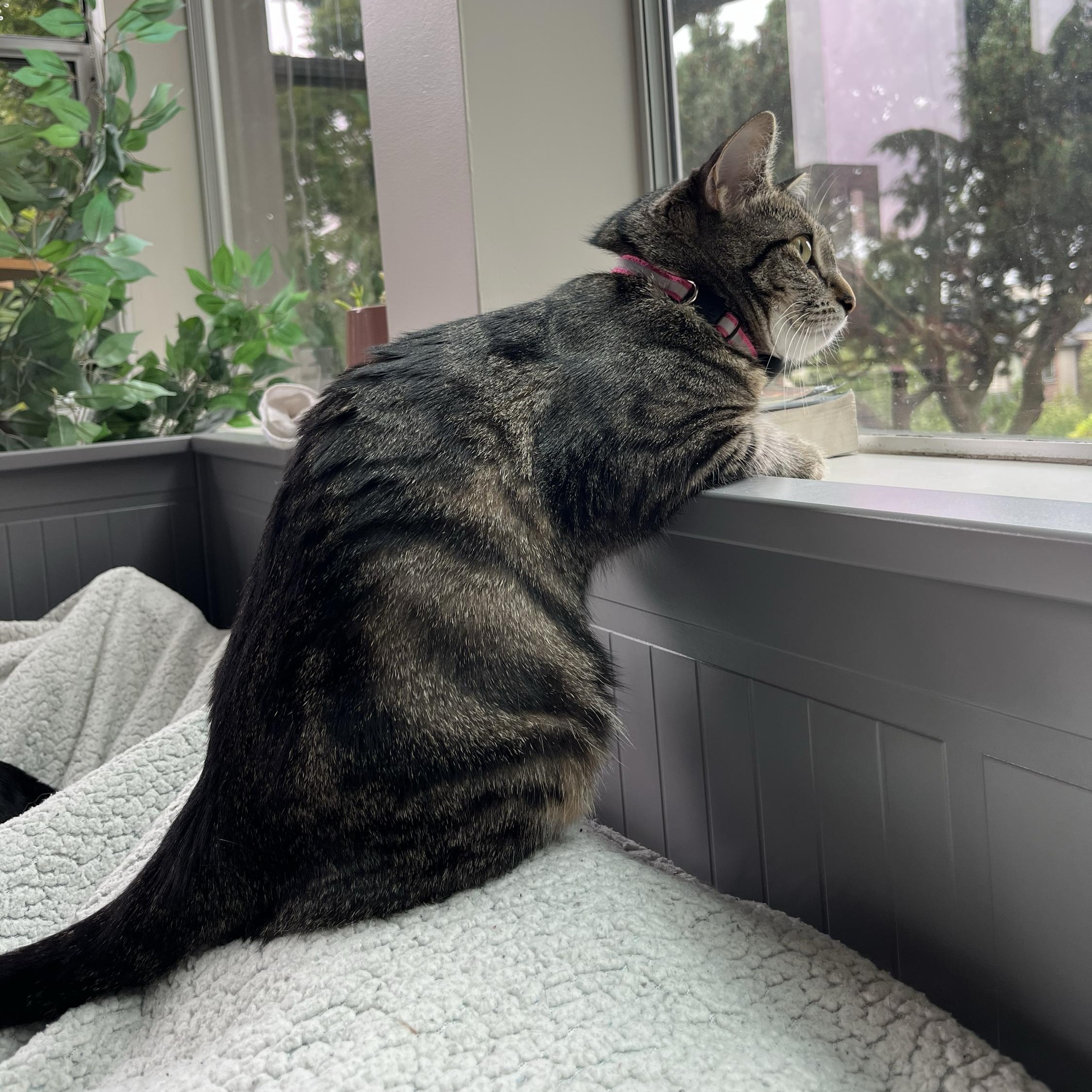 Brownie, a ADOPTABLE Domestic Short Hair in Seattle, WA image 5/5