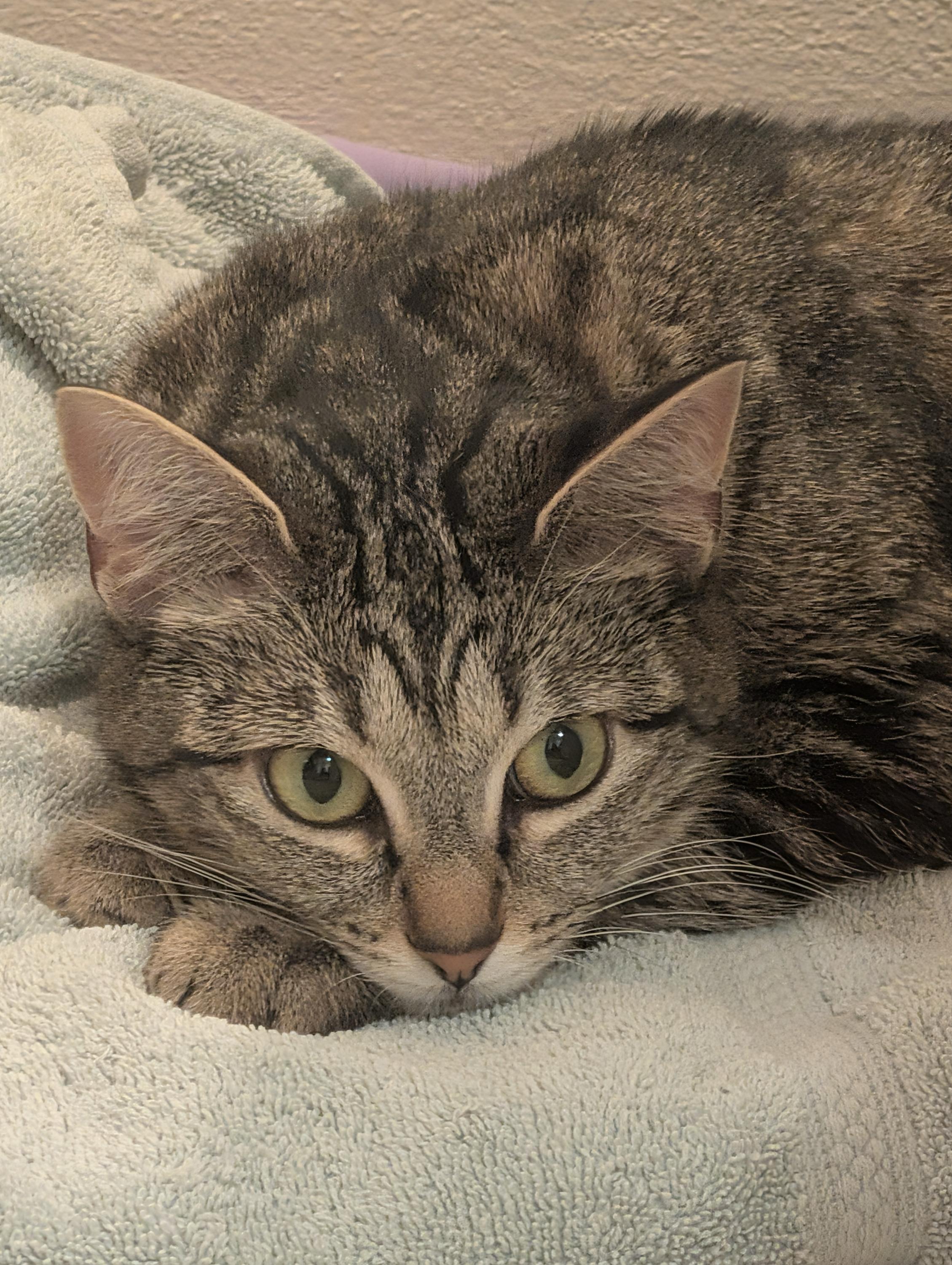 Brownie, ADOPTABLE, Young Female Domestic Short Hair.