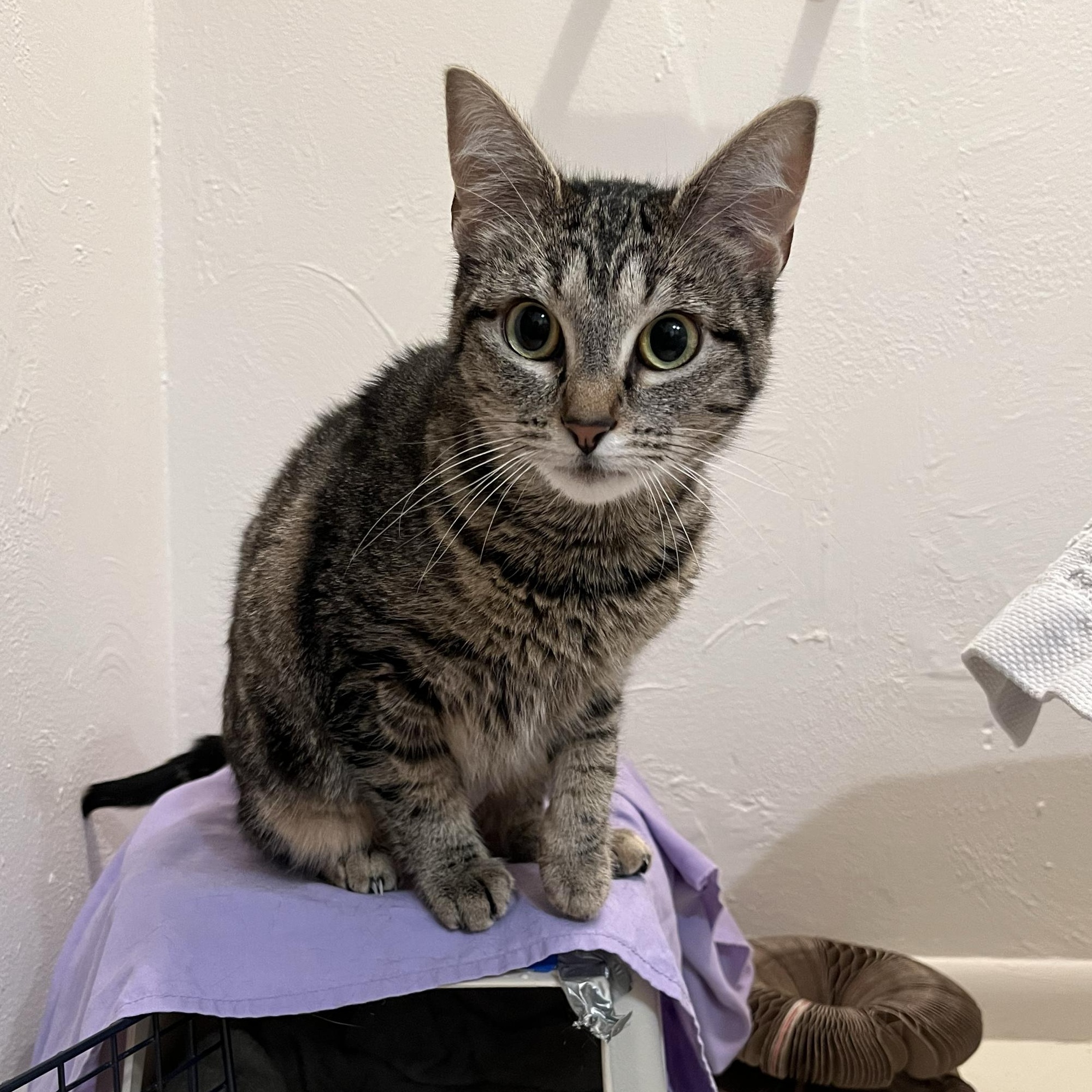 Brownie, a ADOPTABLE Domestic Short Hair in Seattle, WA image 2/5