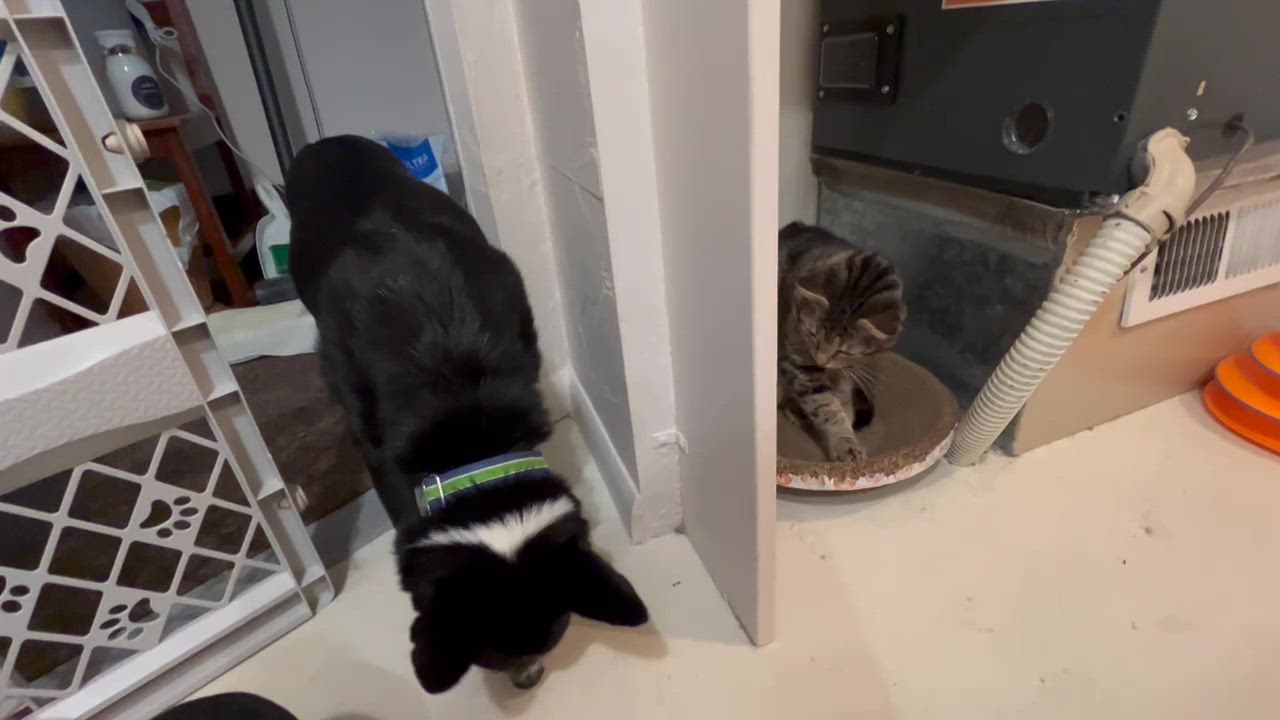 Enlarge Brownie, a ADOPTABLE Domestic Short Hair in Seattle, WA video 3/5