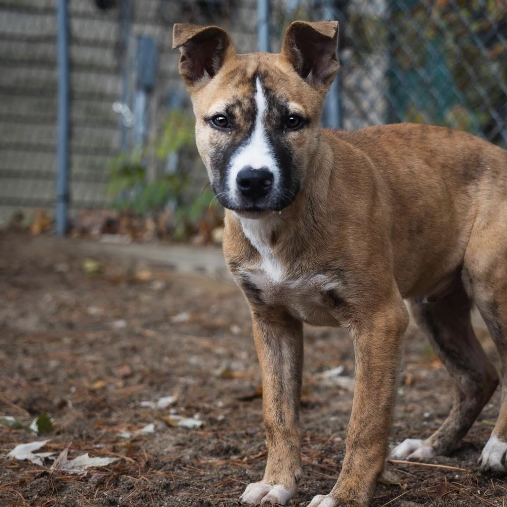 Chestnut - 25292, Adoptable, Puppy Male Pit Bull Terrier.