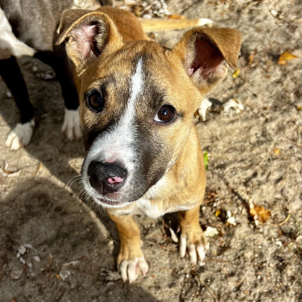 Enlarge Chestnut - 25292, a Adoptable mixed breed in Armonk, NY image 1/1