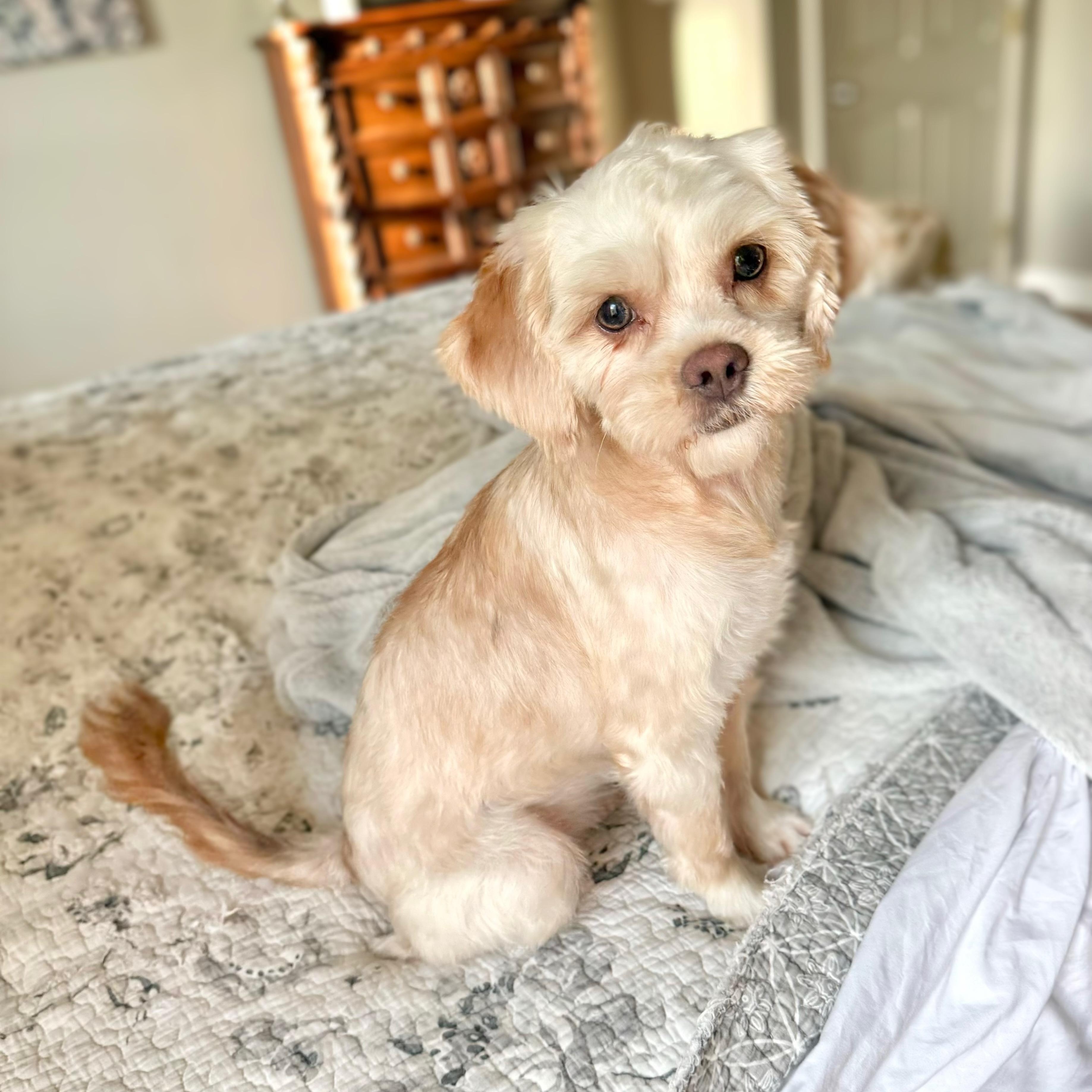 Tiffany, Adopted, Young Female Shih Tzu.