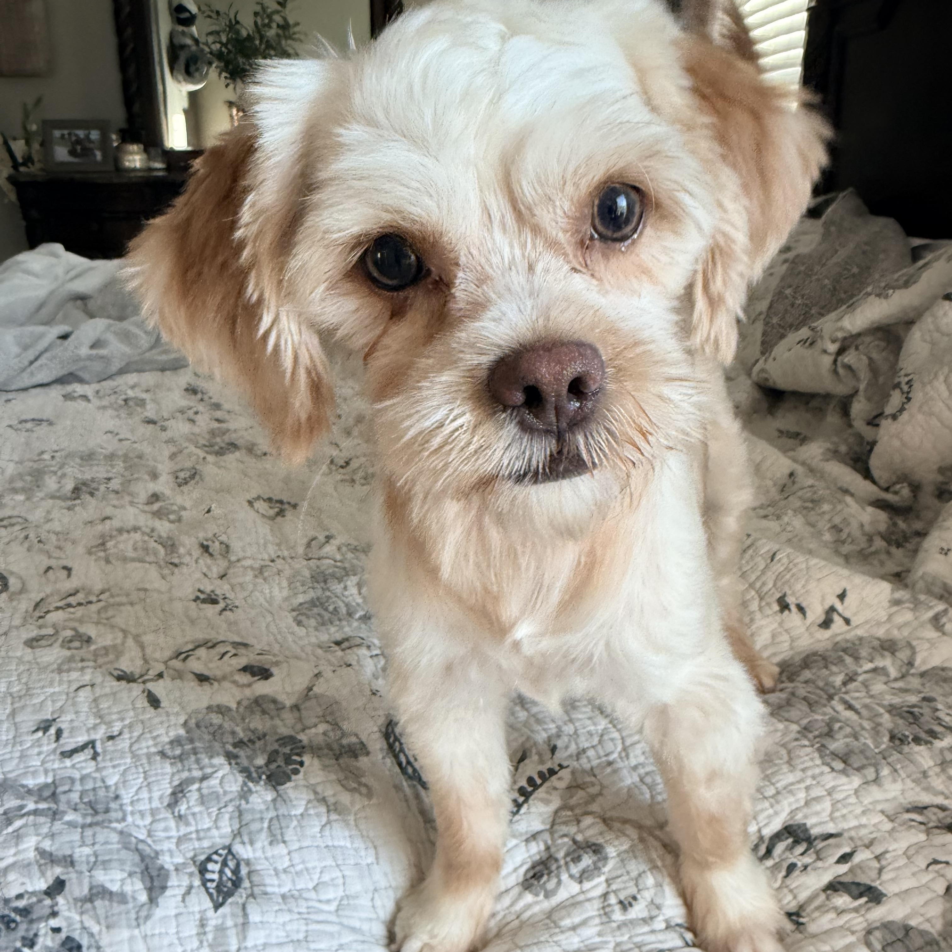 Enlarge Tiffany, a Adopted mixed breed in Douglas, GA image 2/2