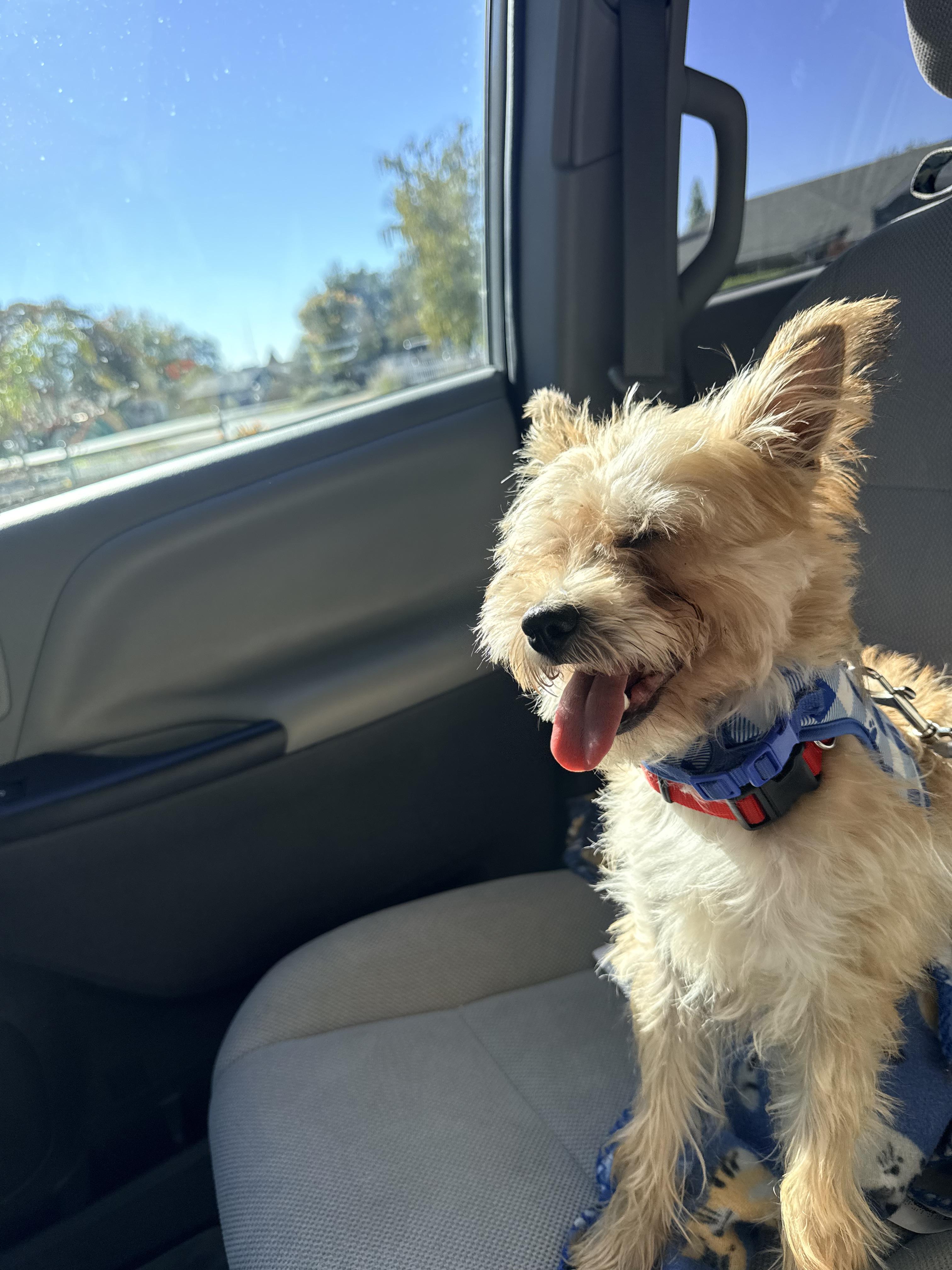 Jackon, a Adoptable mixed breed in modesto, CA image 2/2