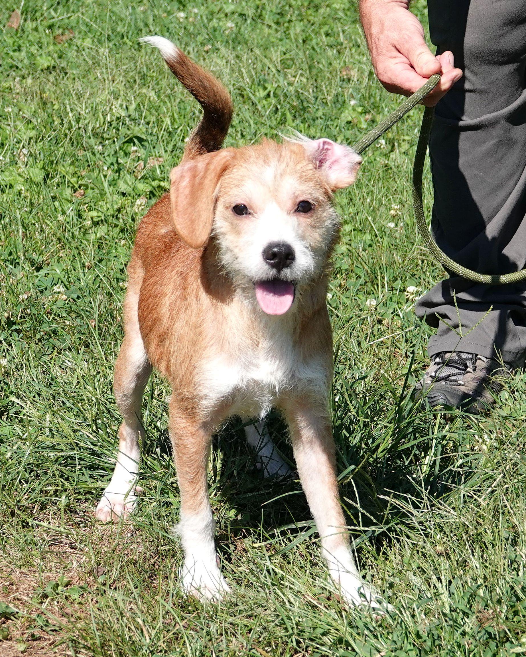 Enlarge Timber, a Adoptable mixed breed in Millfield, OH image 2/3