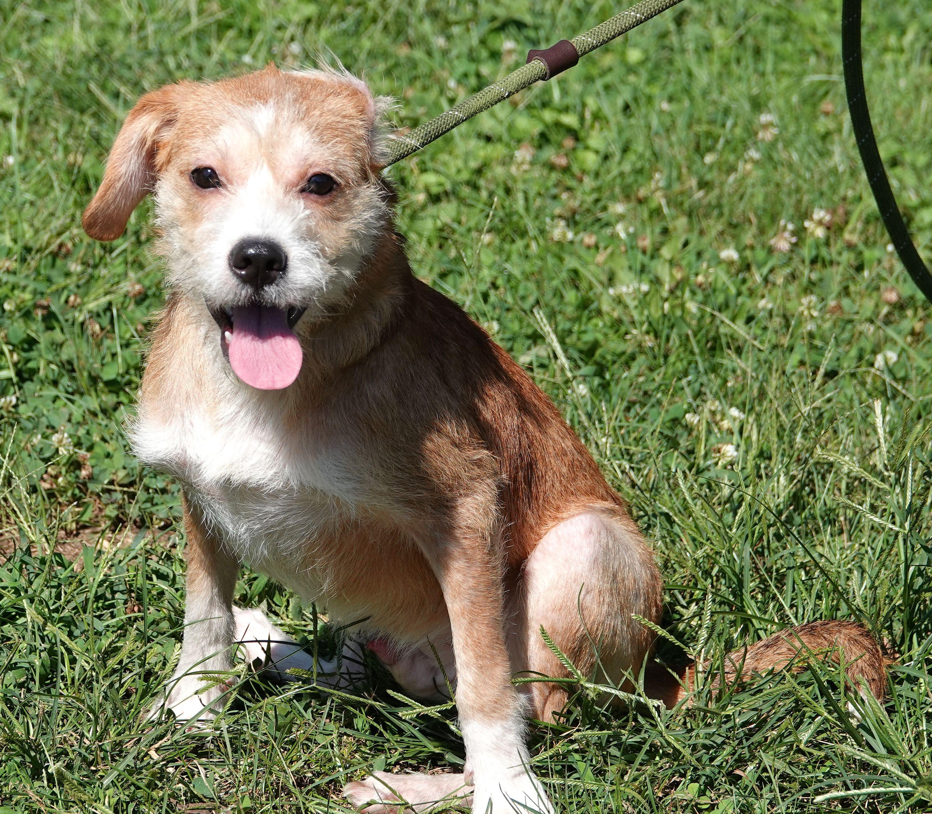 Enlarge Timber, a Adoptable mixed breed in Millfield, OH image 3/3