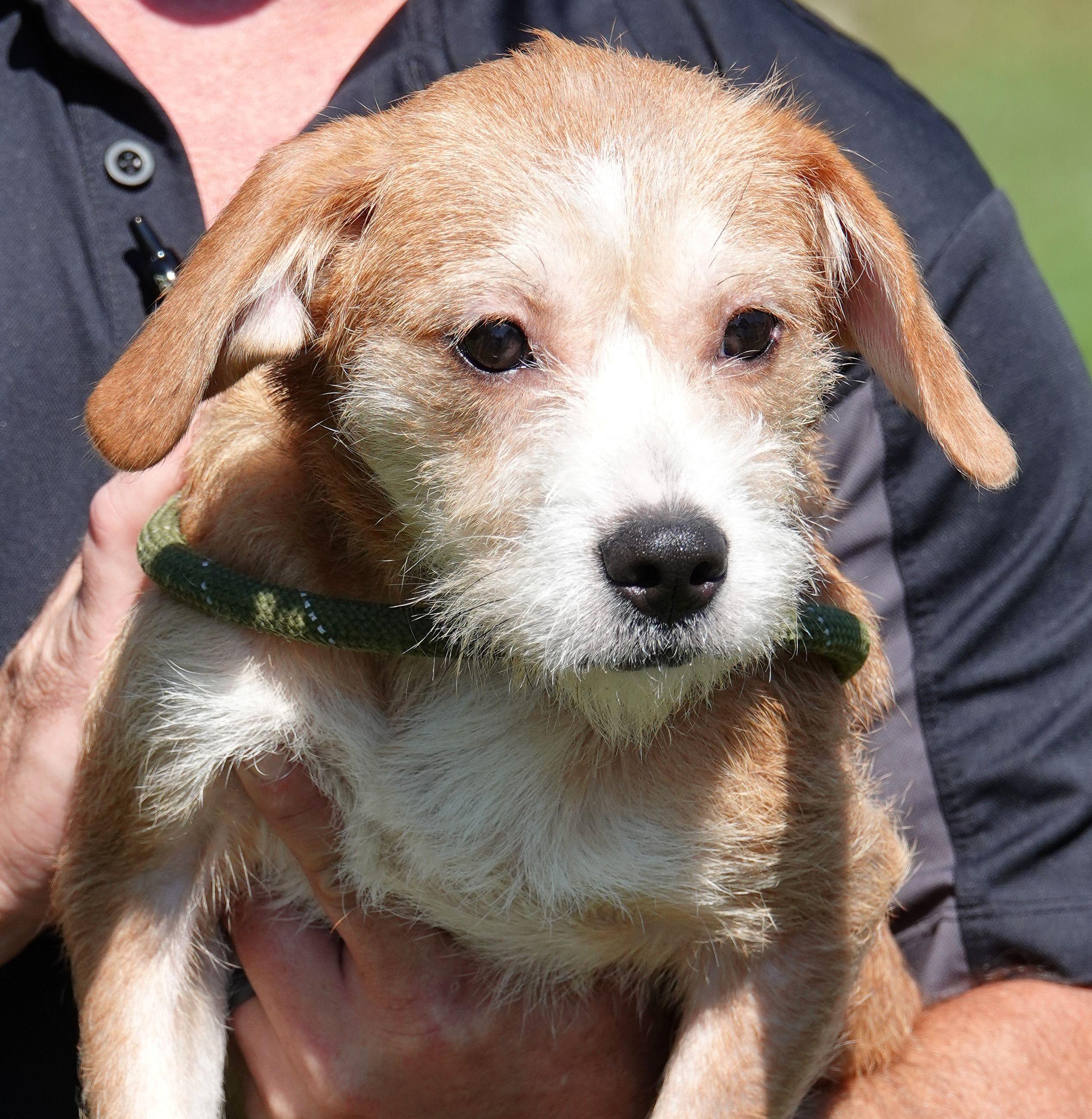 Timber, Adoptable, Young Male Wirehaired Terrier & Beagle.