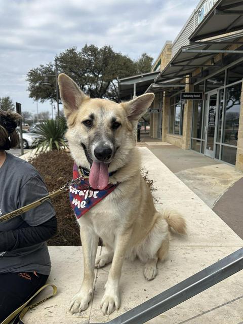 Kiviuq, ADOPTABLE, Adult Male German Shepherd Dog.