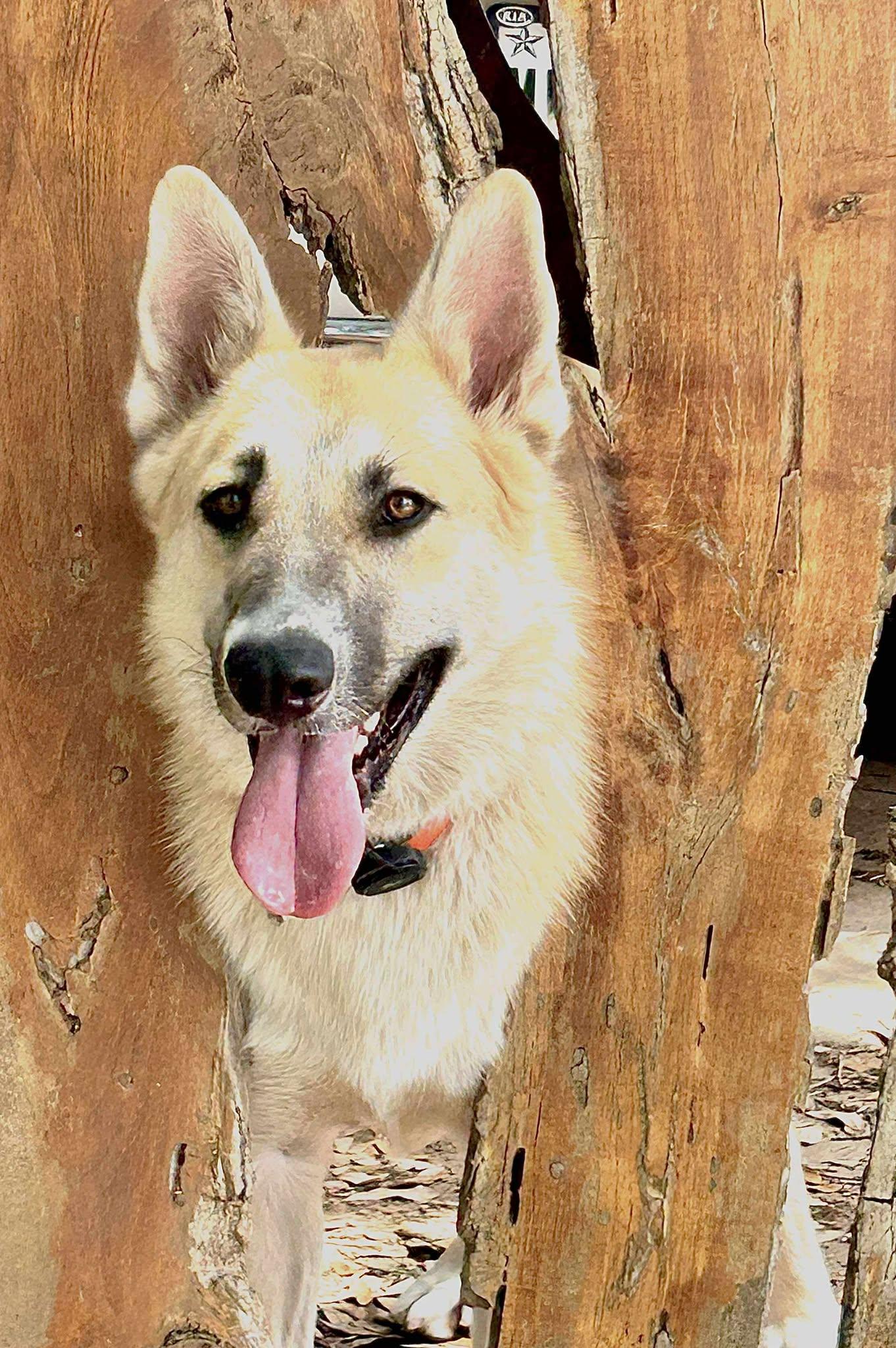 Enlarge Kiviuq, a ADOPTABLE mixed breed in Lockhart, TX image 5/6