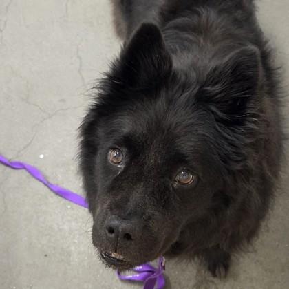 Enlarge Freya, a Adopted mixed breed in Voorhees, NJ image 1/3