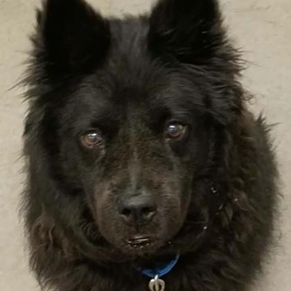 Enlarge Freya, a Adopted mixed breed in Voorhees, NJ image 2/3