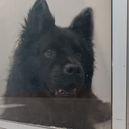 Enlarge Freya, a Adopted mixed breed in Voorhees, NJ image 3/3