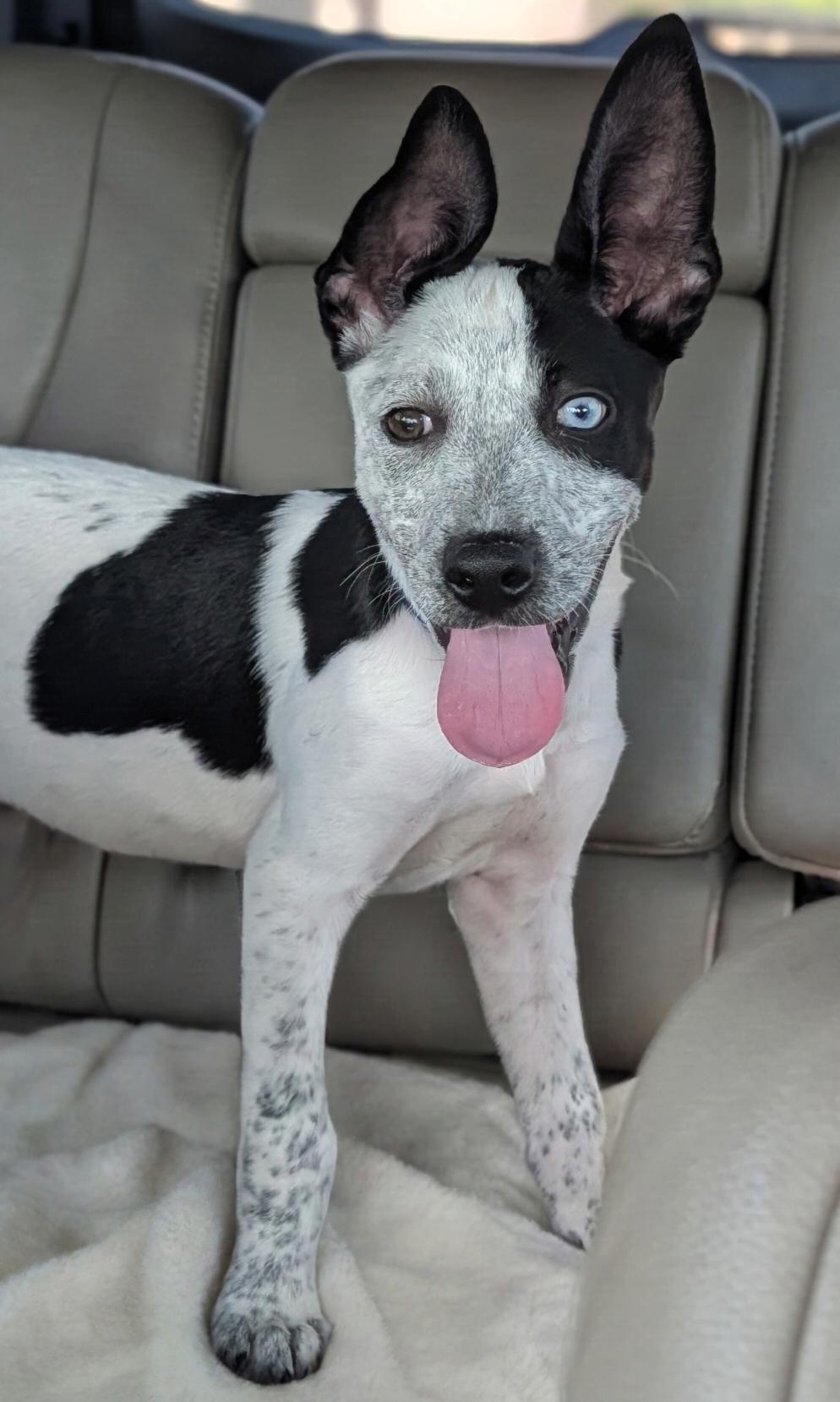 Enlarge Tamera, a Adoptable mixed breed in Baton Rouge, LA image 4/4