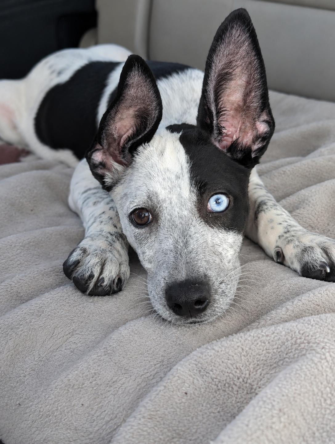 Tamera, Adoptable, Puppy Female Cattle Dog & Terrier.