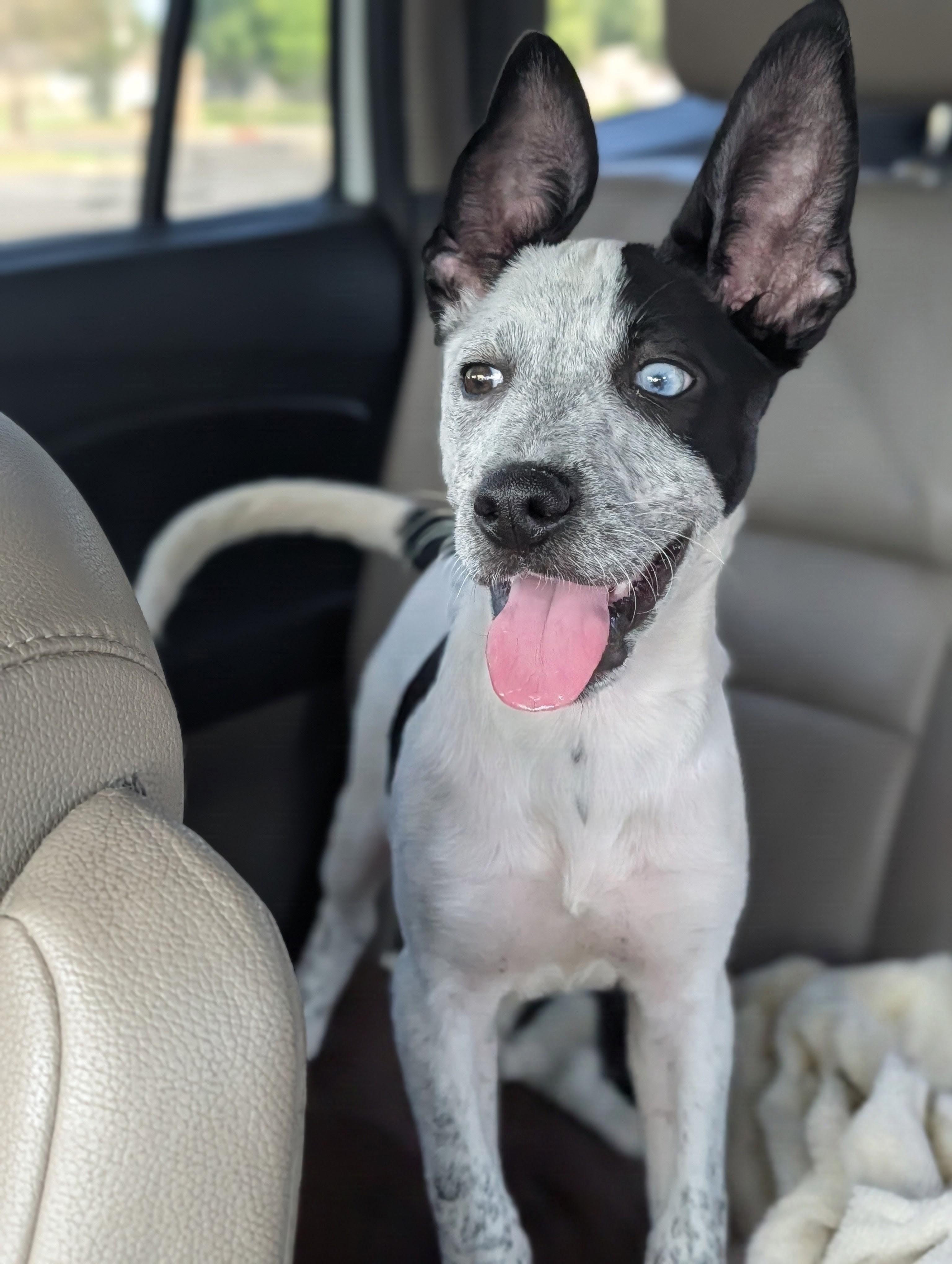 Enlarge Tamera, a Adoptable mixed breed in Baton Rouge, LA image 2/4