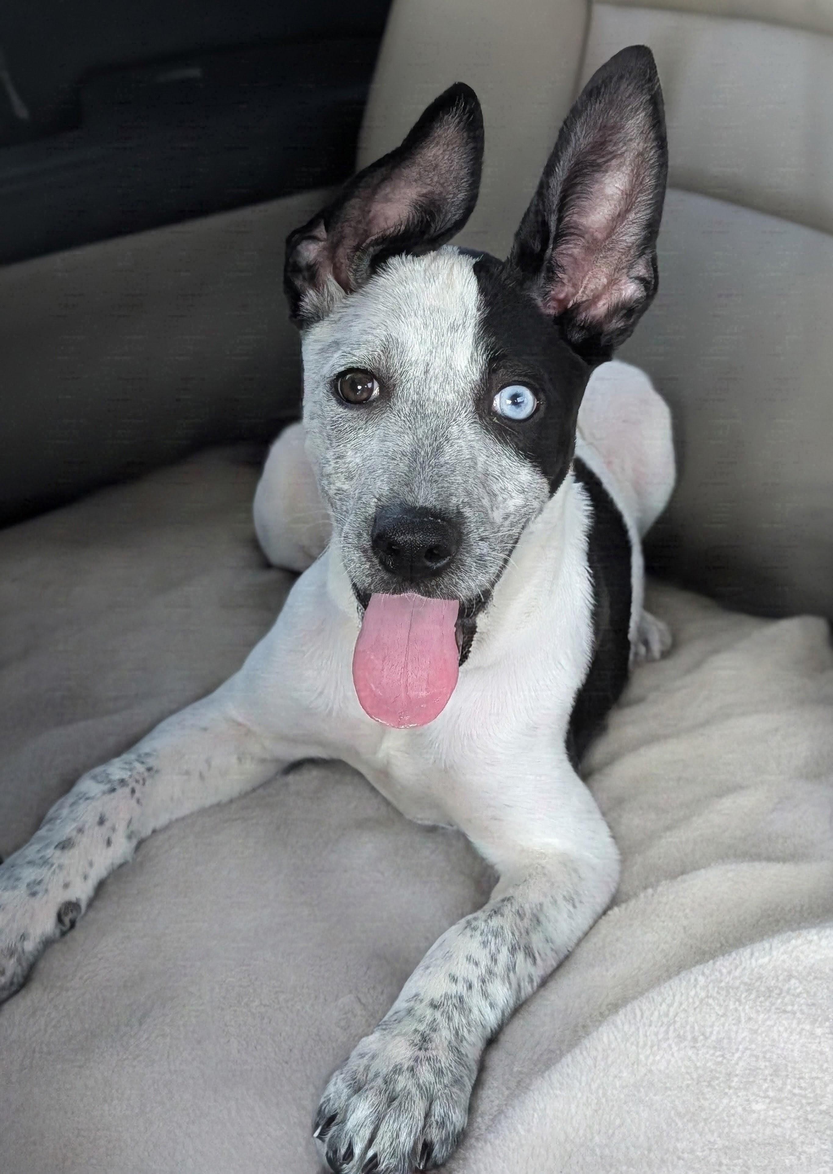 Enlarge Tamera, a Adoptable mixed breed in Baton Rouge, LA image 3/4