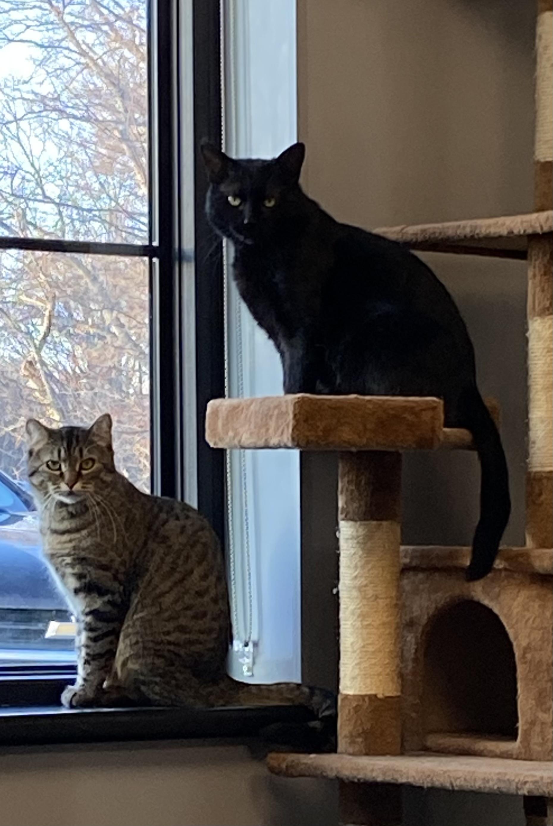 Autumn & Clark Griswold , ADOPTABLE, Adult Male Domestic Short Hair.