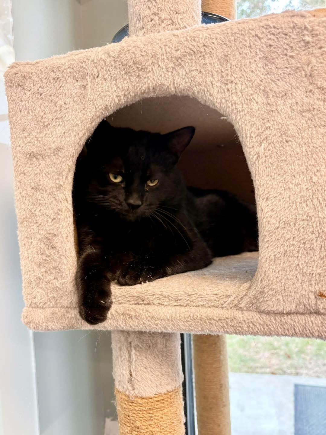 Enlarge Autumn & Clark Griswold , a ADOPTABLE Domestic Short Hair in Seekonk, MA image 3/6