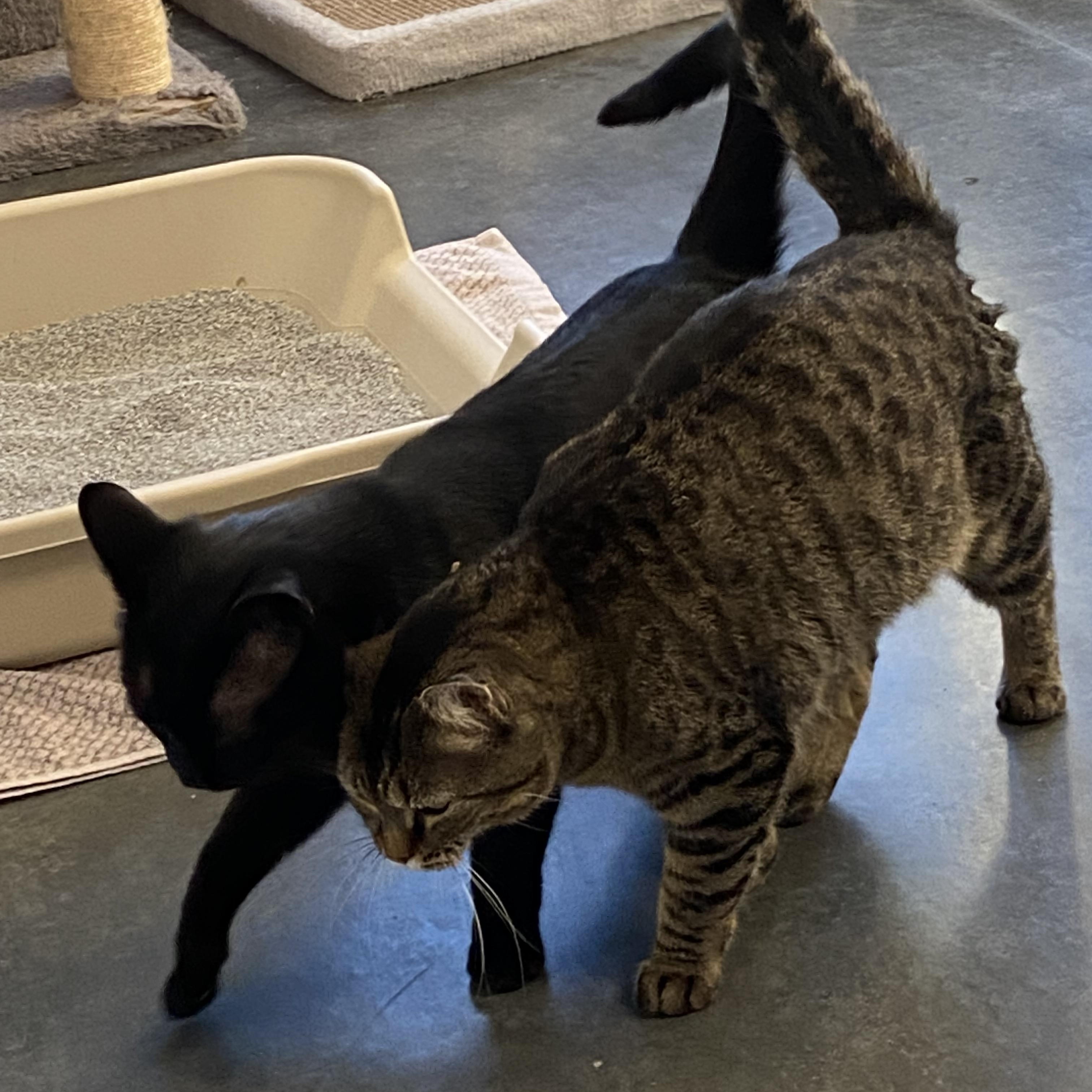 Enlarge Autumn & Clark Griswold , a ADOPTABLE Domestic Short Hair in Seekonk, MA image 6/6