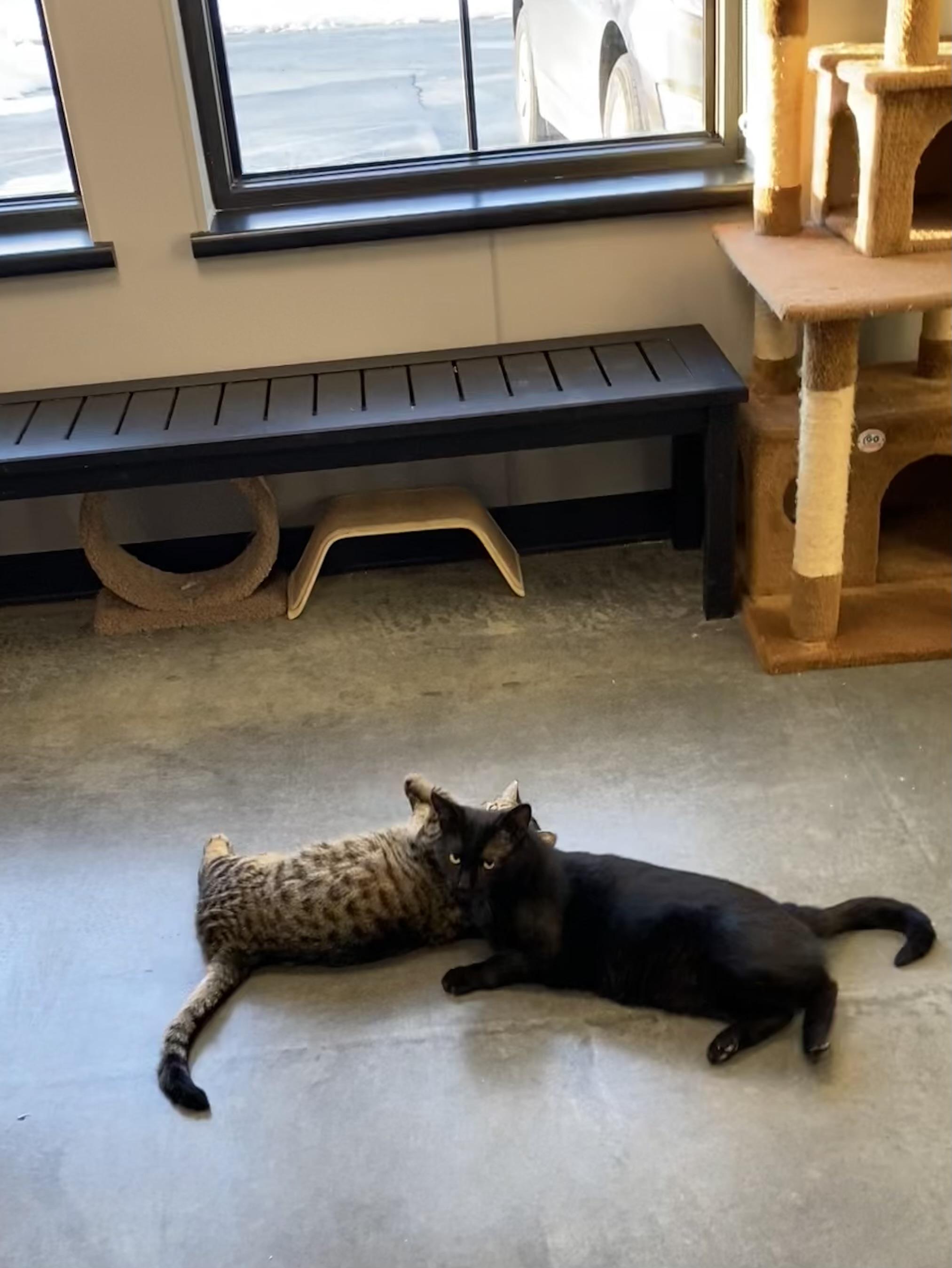 Enlarge Autumn & Clark Griswold , a ADOPTABLE Domestic Short Hair in Seekonk, MA image 5/6