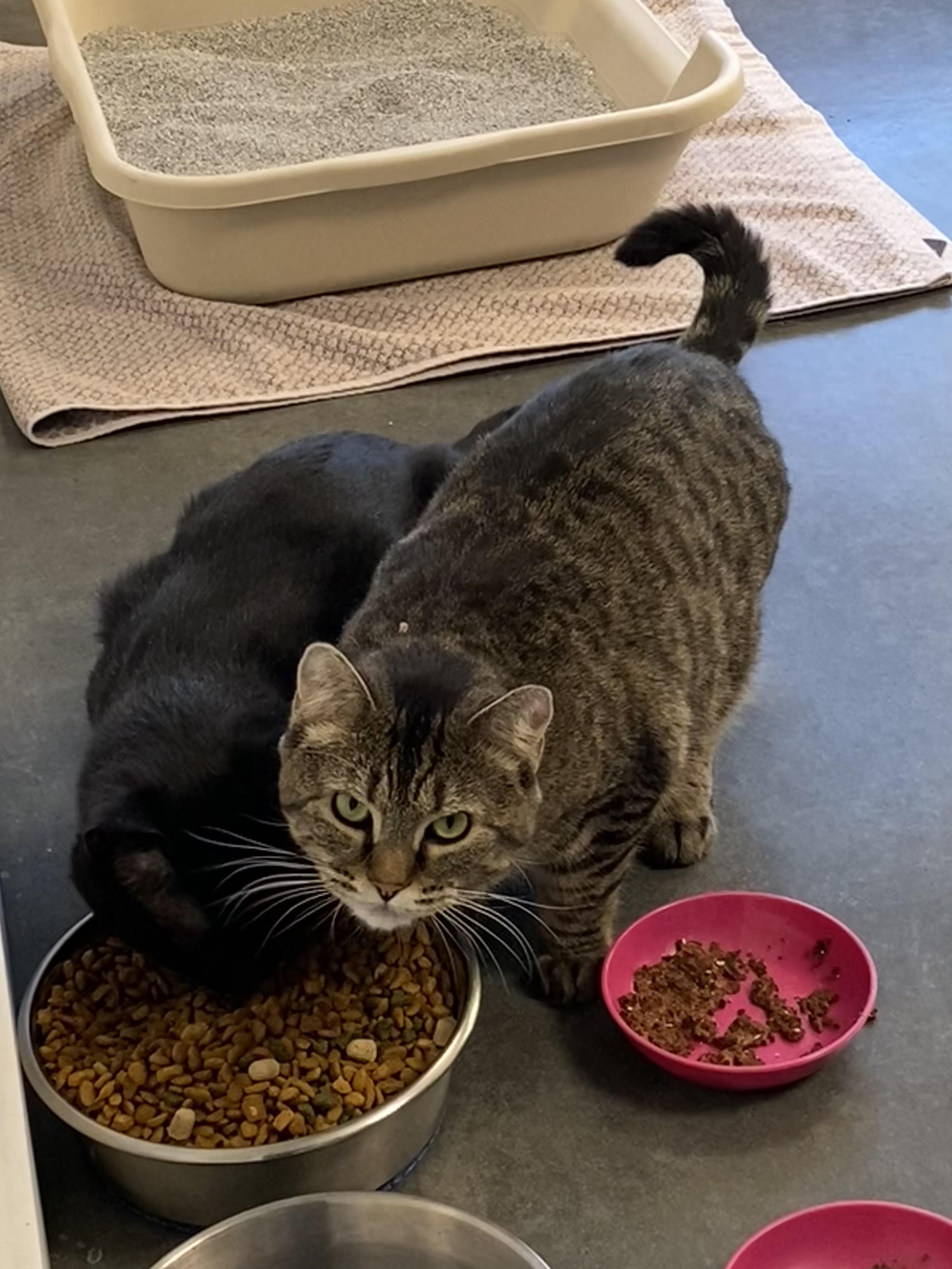 Enlarge Autumn & Clark Griswold , a ADOPTABLE Domestic Short Hair in Seekonk, MA image 4/6