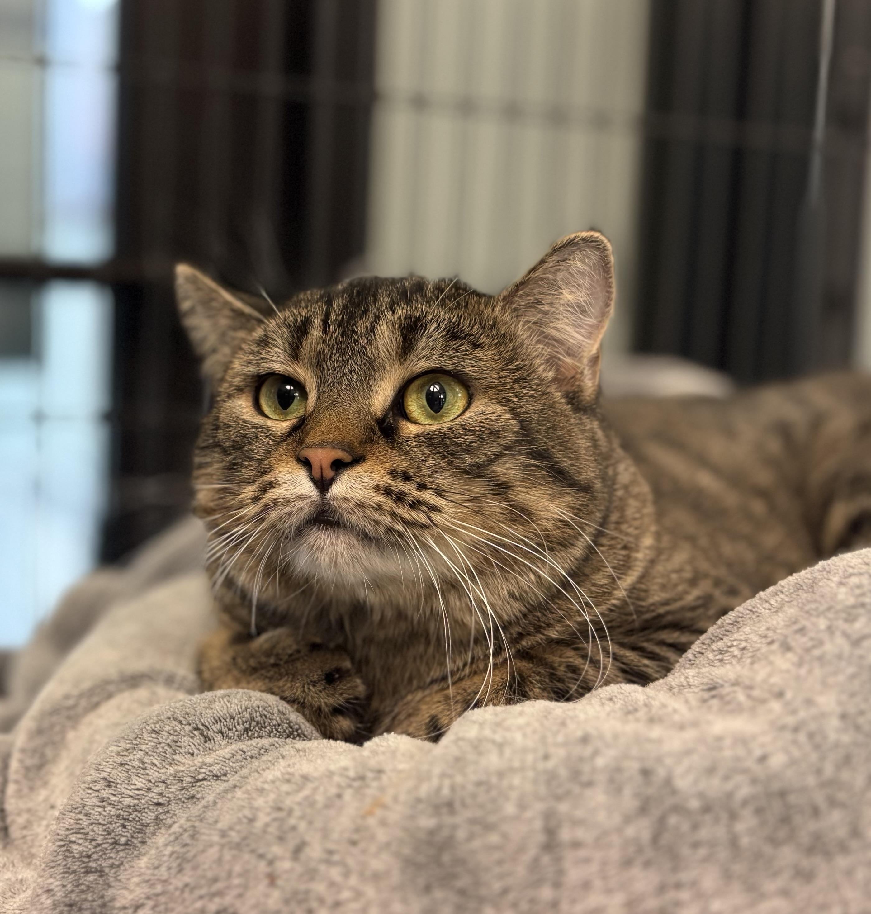 Enlarge Autumn & Clark Griswold , a ADOPTABLE Domestic Short Hair in Seekonk, MA image 2/6