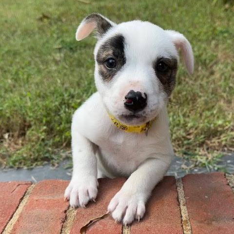 Prance, Adoptable, Puppy Male Australian Cattle Dog / Blue Heeler.