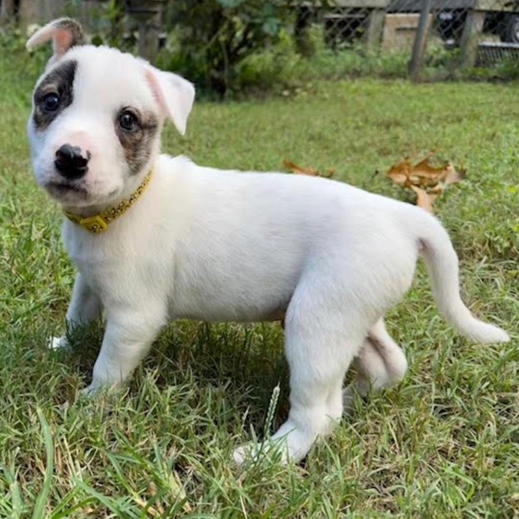Enlarge Prance, a Adoptable mixed breed in Midlothian, VA image 3/6