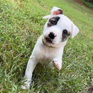 Enlarge Prance, a Adoptable mixed breed in Midlothian, VA image 2/6