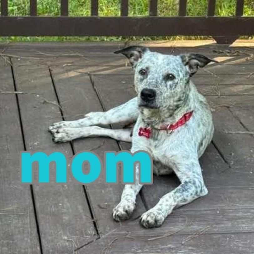 Enlarge Prance, a Adoptable mixed breed in Midlothian, VA image 6/6