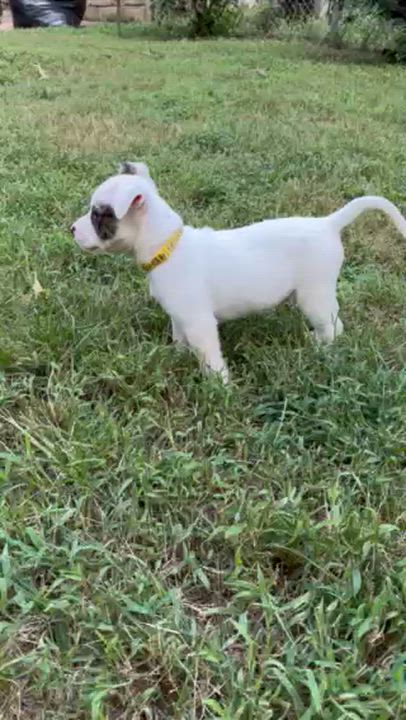 Enlarge Prance, a Adoptable mixed breed in Midlothian, VA video 5/6