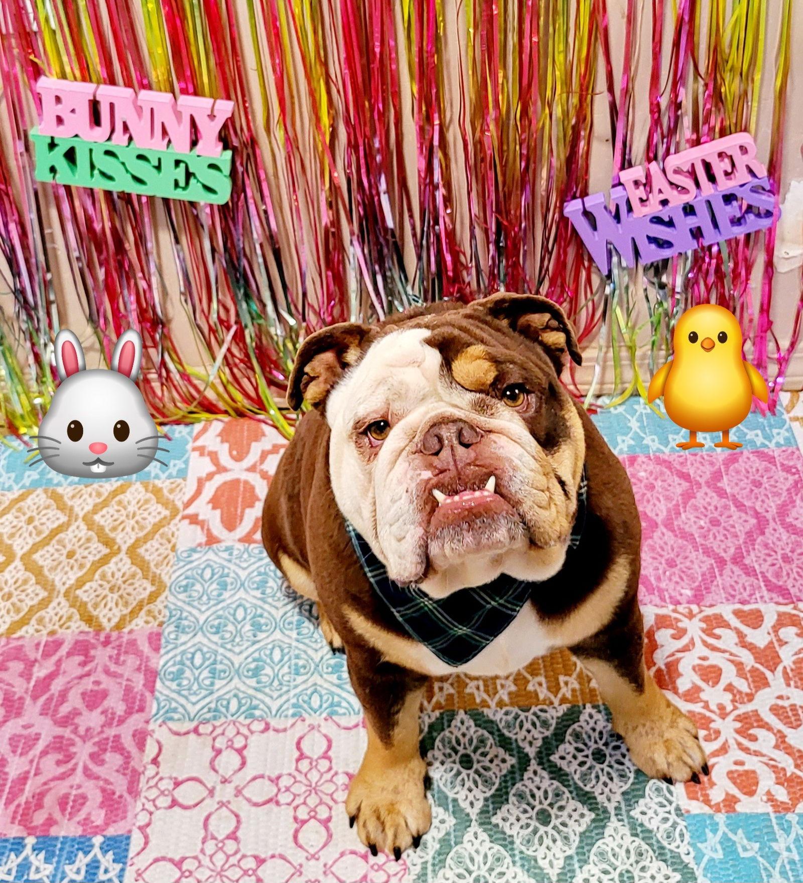 Enlarge BO, a Adoptable English Bulldog in Littlerock, CA image 1/3