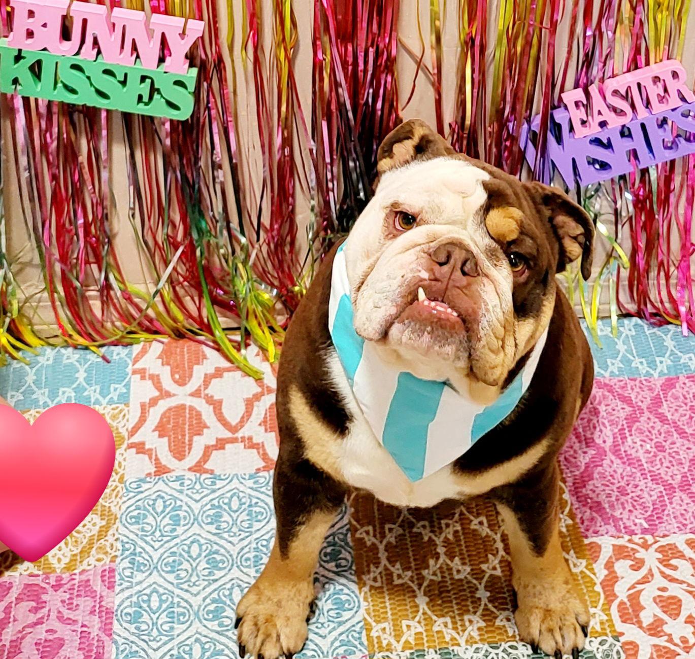 Enlarge BO, a Adoptable English Bulldog in Littlerock, CA image 2/3