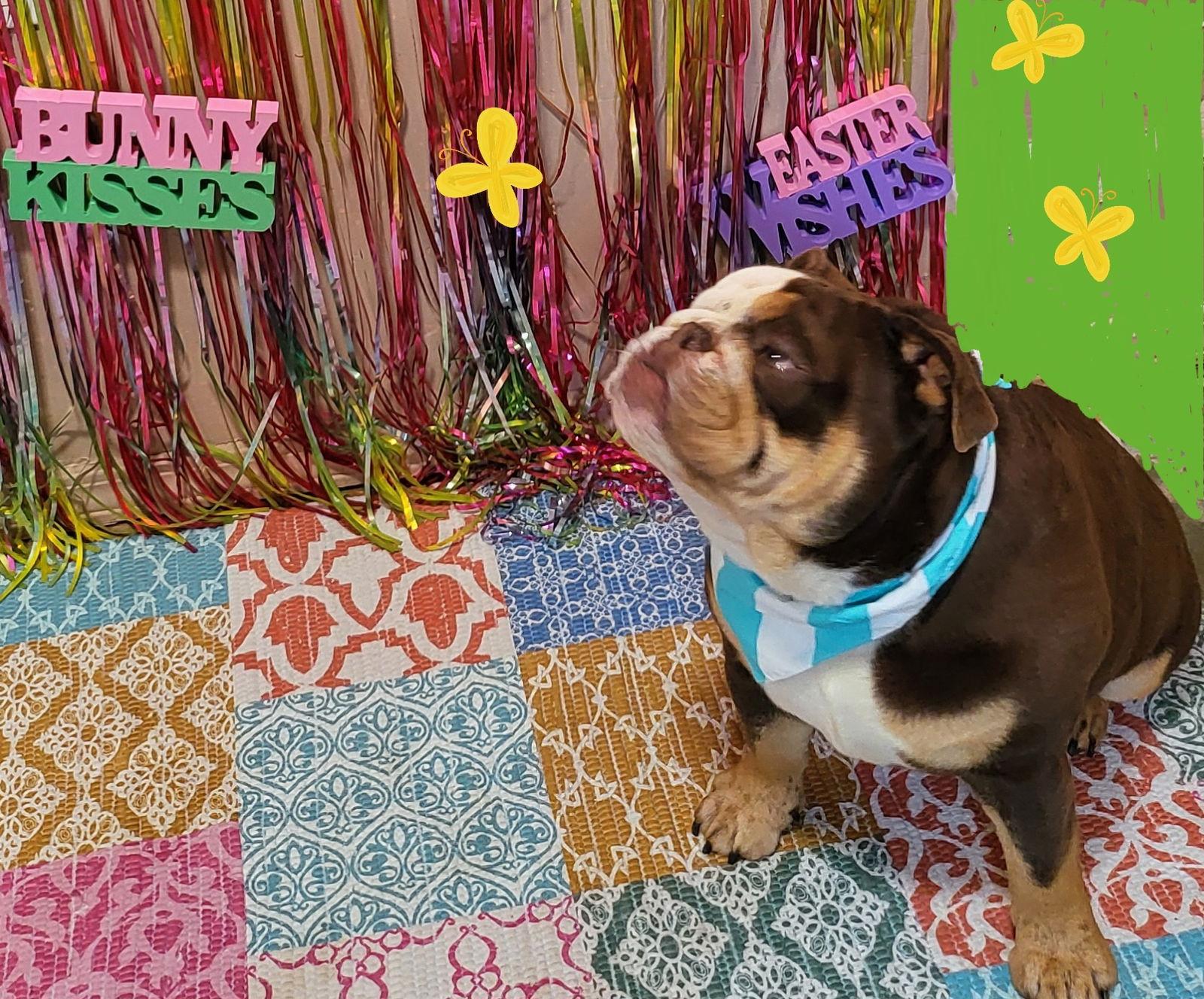 Enlarge BO, a Adoptable English Bulldog in Littlerock, CA image 3/3