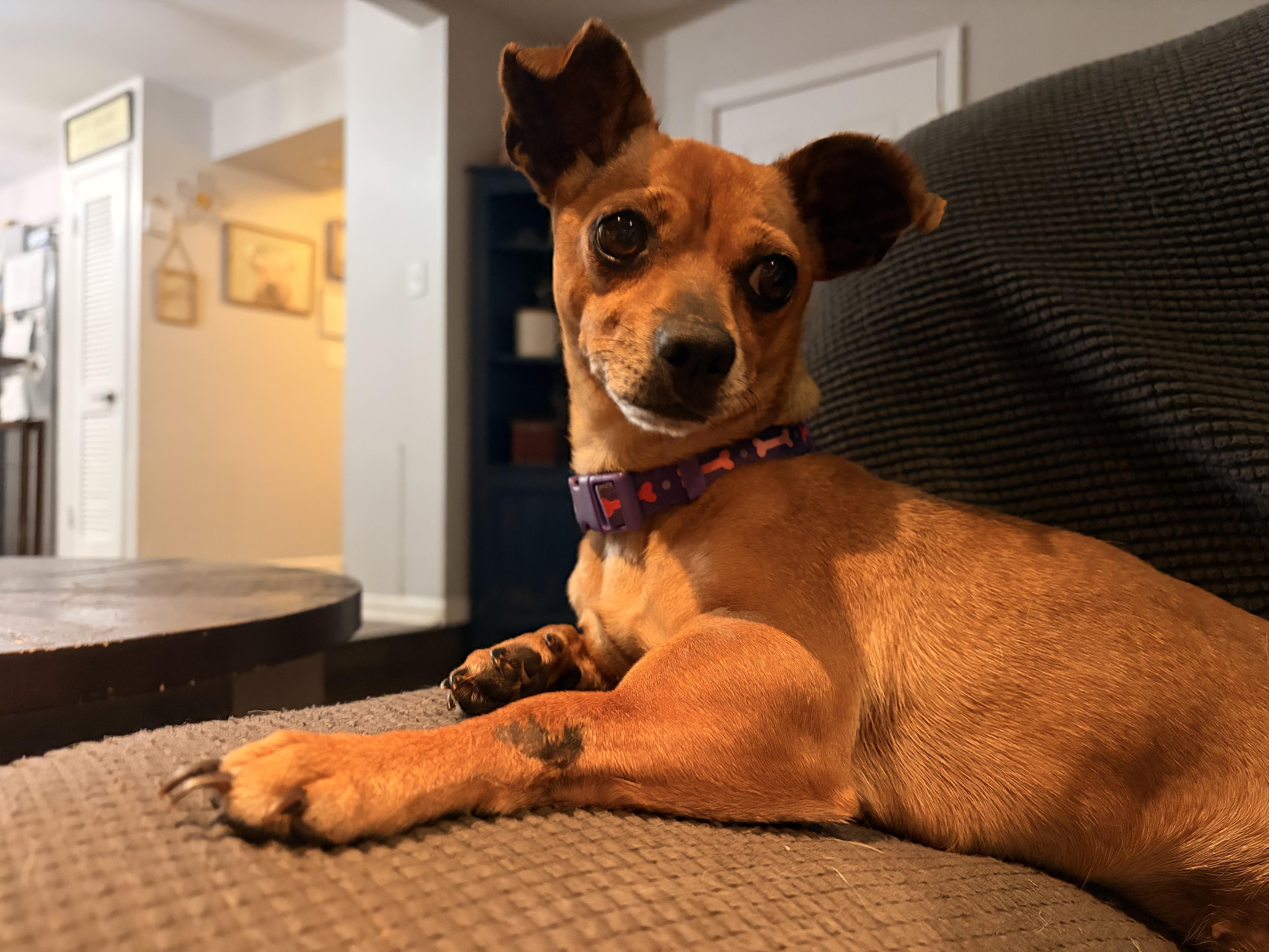 Buffy, a ADOPTABLE Chihuahua in Byron, IL image 2/6