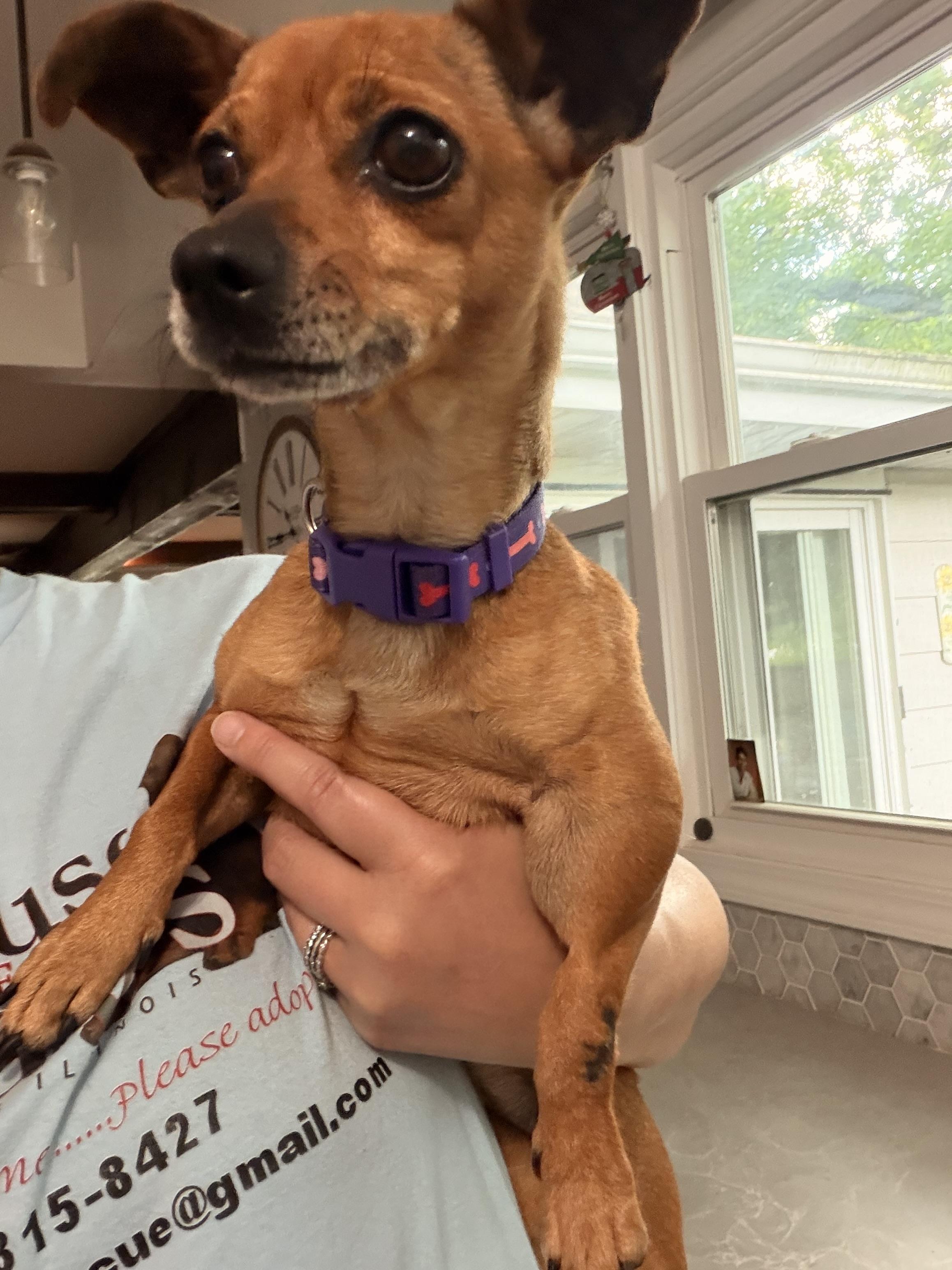Buffy, a ADOPTABLE Chihuahua in Byron, IL image 4/6