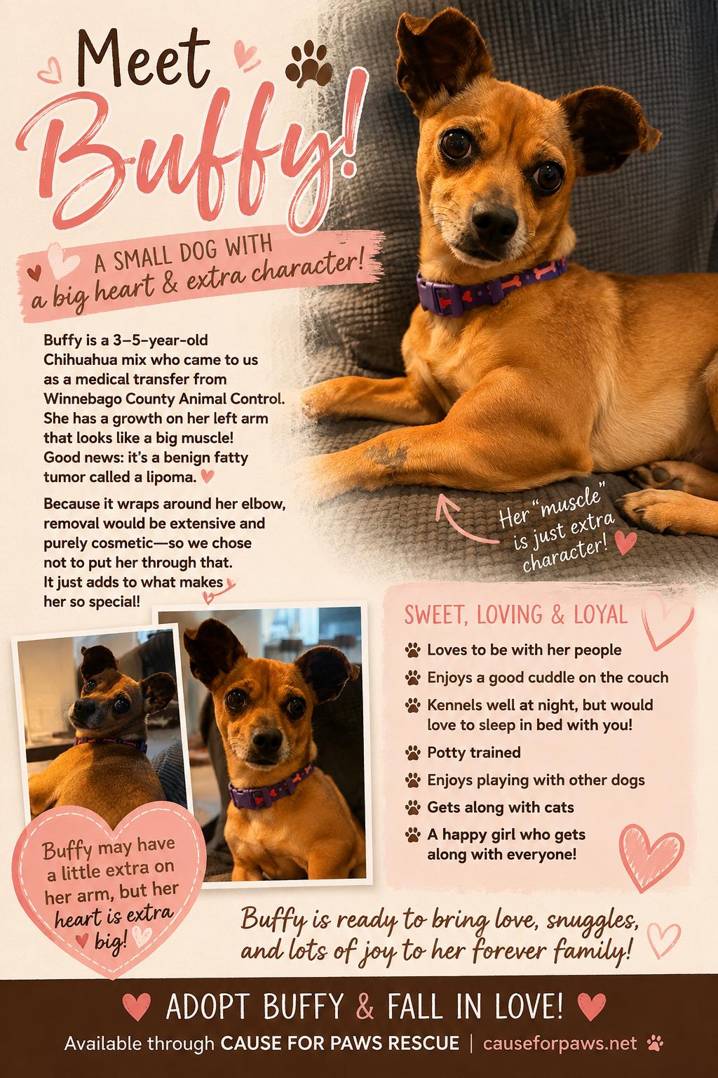 Buffy, a ADOPTABLE Chihuahua in Byron, IL image 1/6
