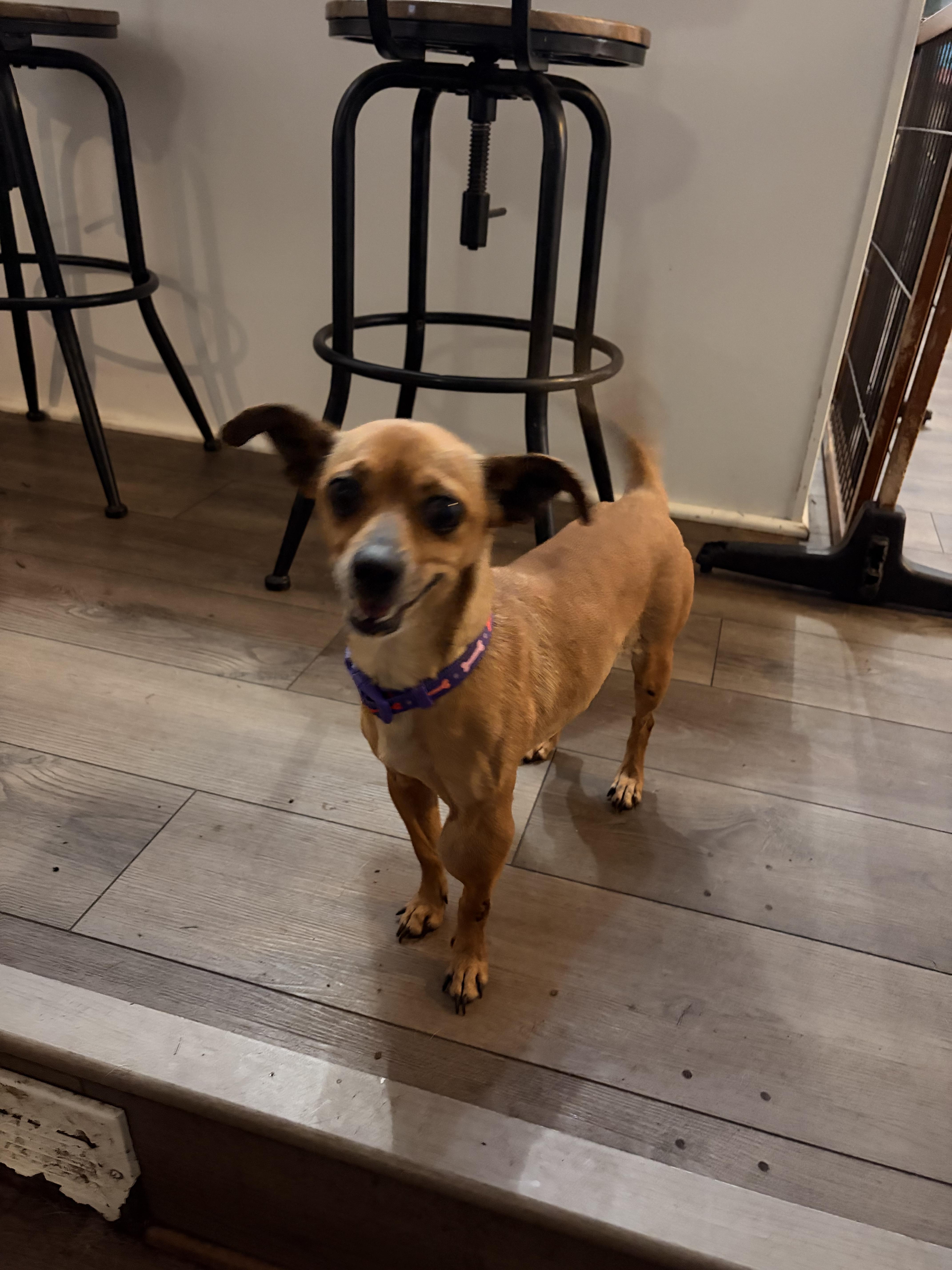 Buffy, a ADOPTABLE Chihuahua in Byron, IL image 3/6