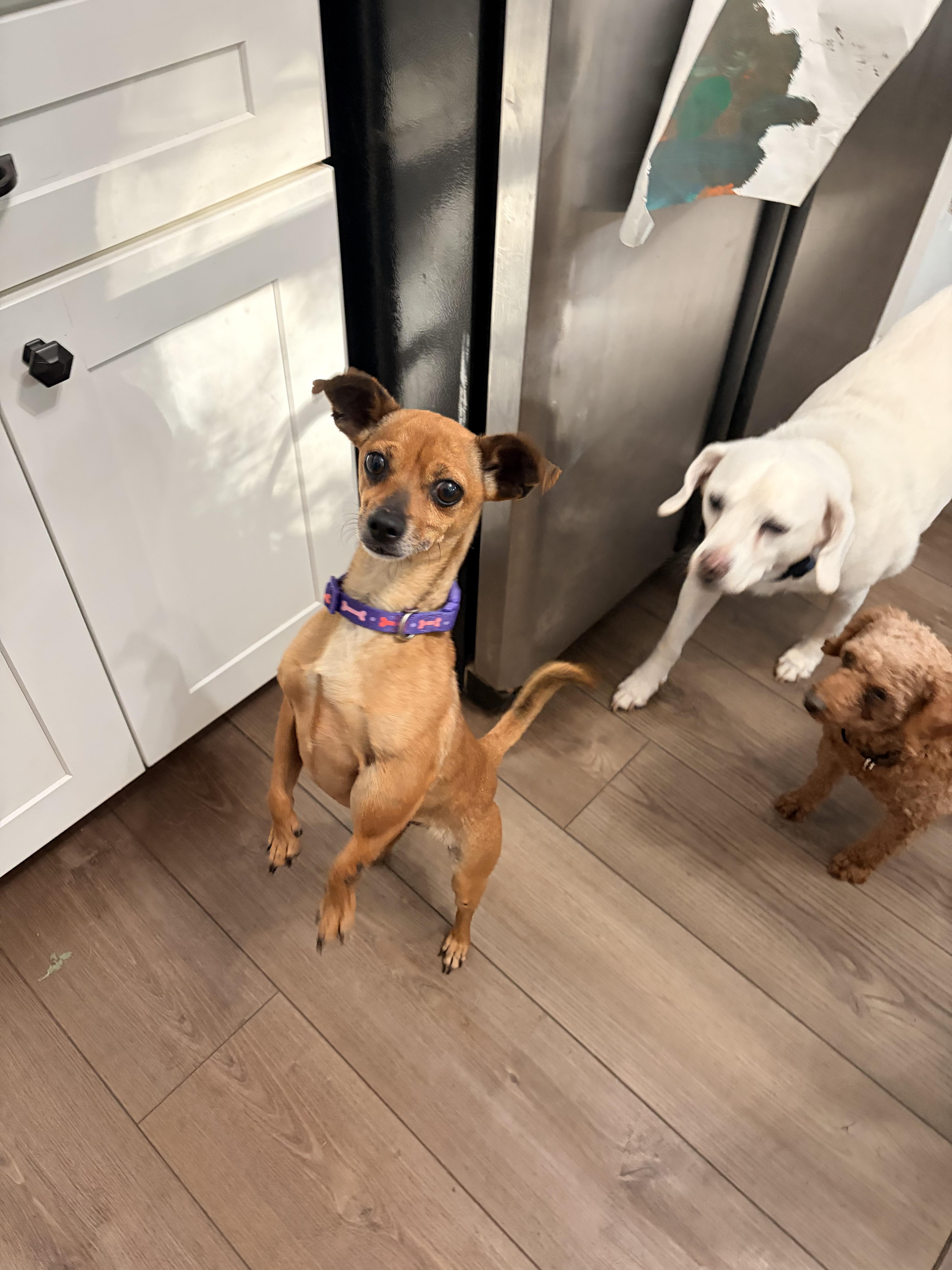 Buffy, a ADOPTABLE Chihuahua in Byron, IL image 6/6