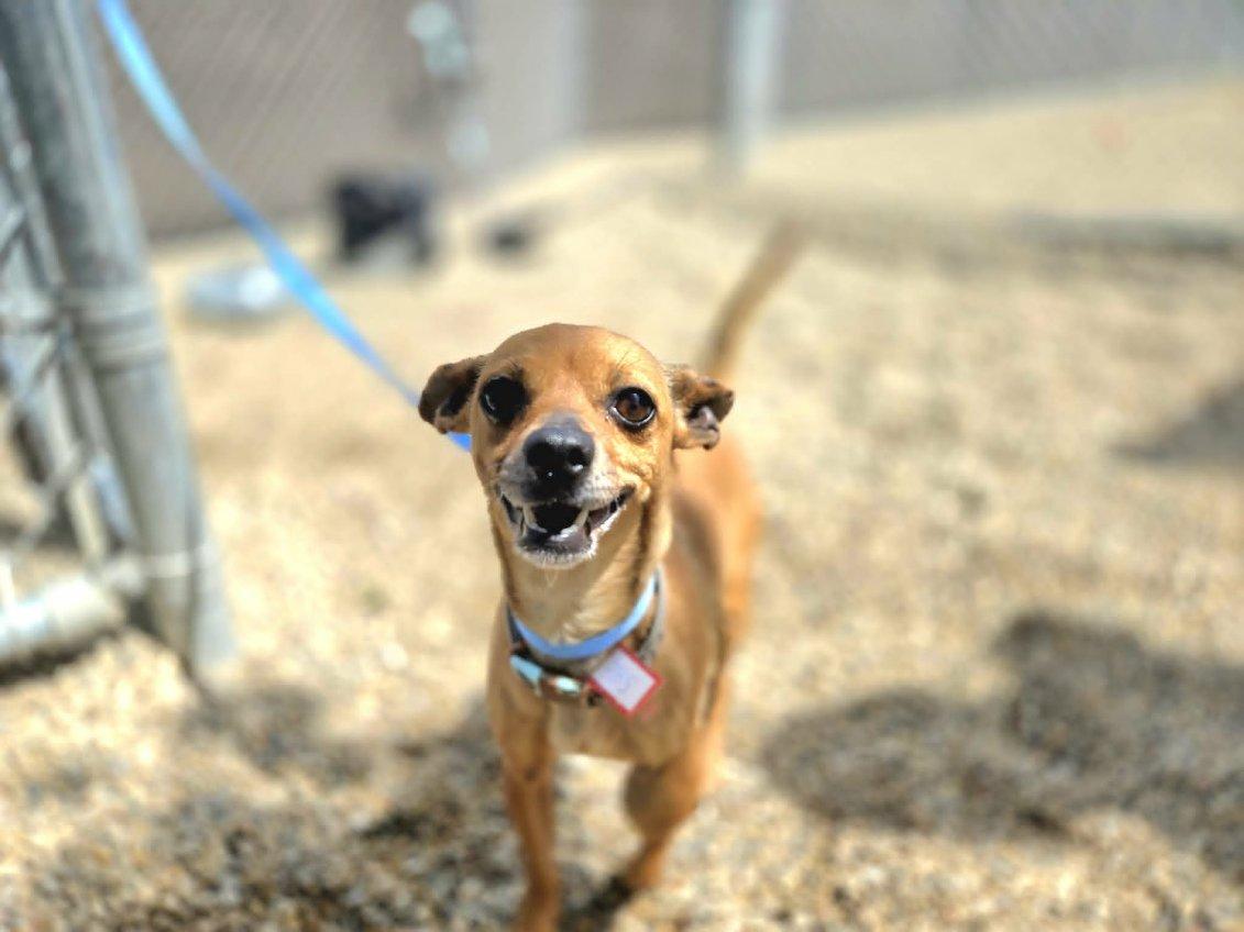Buffy, a ADOPTABLE Chihuahua in Byron, IL image 5/6