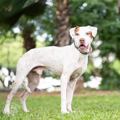 Enlarge Robert, a Adoptable Mixed Breed in Honolulu, HI image 1/3