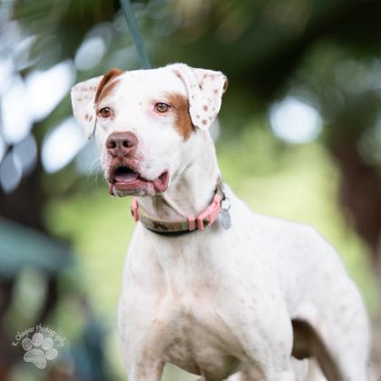 Enlarge Robert, a Adoptable Mixed Breed in Honolulu, HI image 2/3