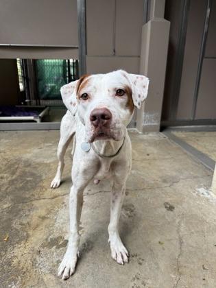 Enlarge Robert, a Adoptable Mixed Breed in Honolulu, HI image 3/3