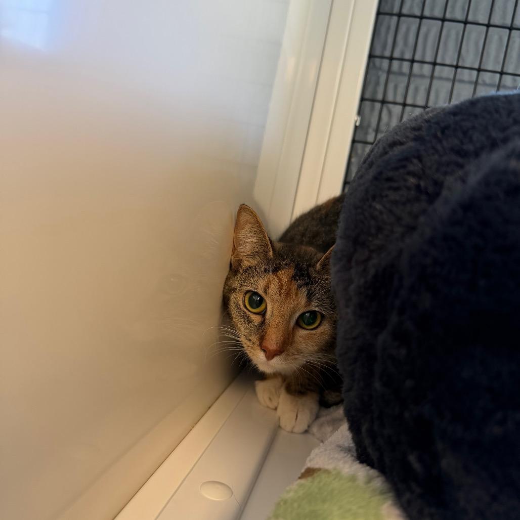 Enlarge Jasmine, a Adoptable Domestic Short Hair in Ruckersville, VA image 1/1