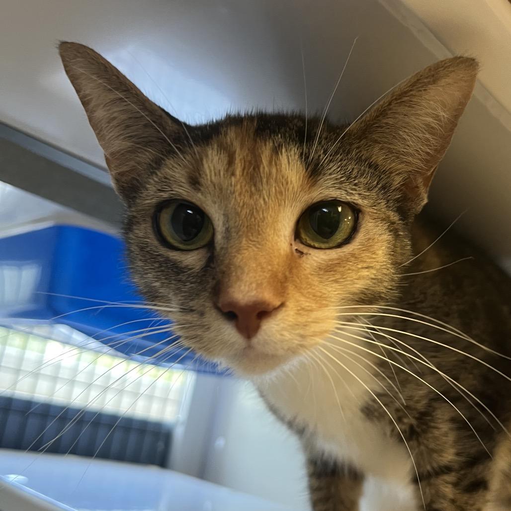 Jasmine, a Adoptable Domestic Short Hair in Ruckersville, VA image 2/2